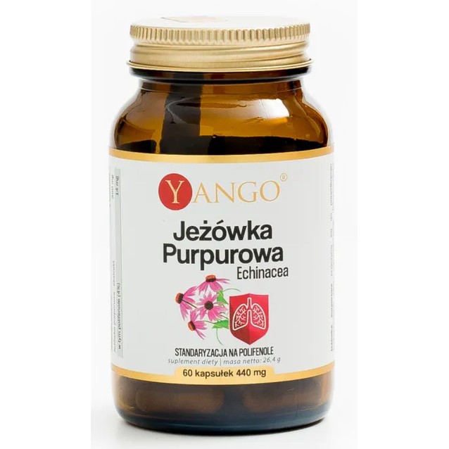 Yango Jeżówka purpurowa Echinacea 60 k Yango Jeżówka purpurowa Echinacea 60 k